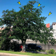 The tree where the new species was found, with a bakery I visit frequently in the background